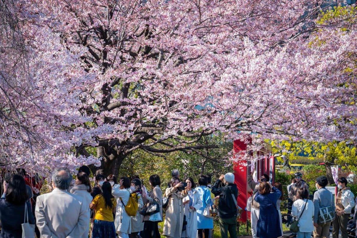 Sakura di Tokyo Mulai Mekar Penuh pada 4 April