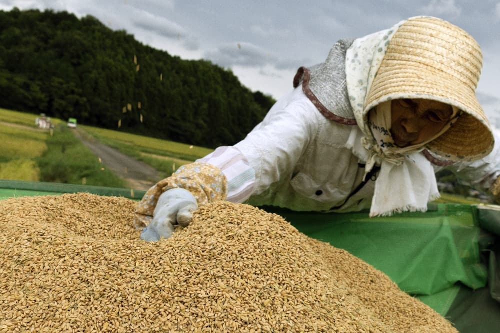 Jepang Targetkan Panen Beras Lebih Kecil Tahun Depan untuk Menstabilkan Pasokan dan Harga