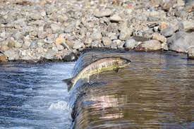 Salmon Loncat Menarik Banyak Wisatawan di Hokkaido