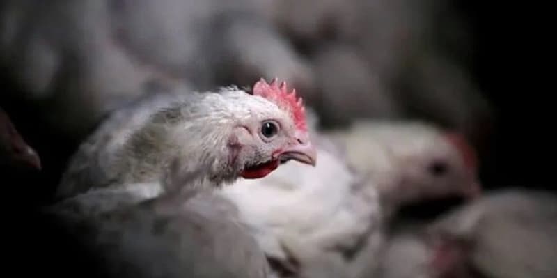 Jelang Pergantian Tahun Terdapat 12 Kasus Flu Burung Di Jepang