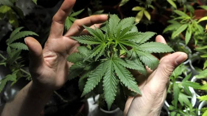 Kasus Ganja di Jepang Melonjak ke Rekor Tertinggi pada Tahun Lalu