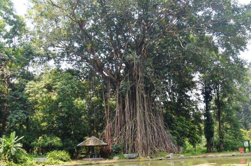 HOROR! Misteri Mengerikan Dibalik Pohon Beringin Berselimut Kain Bali di Tikungan Ndukun