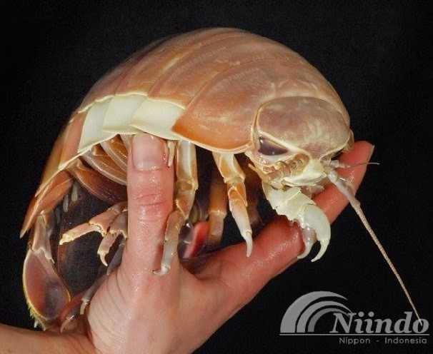 isopoda raksasa
