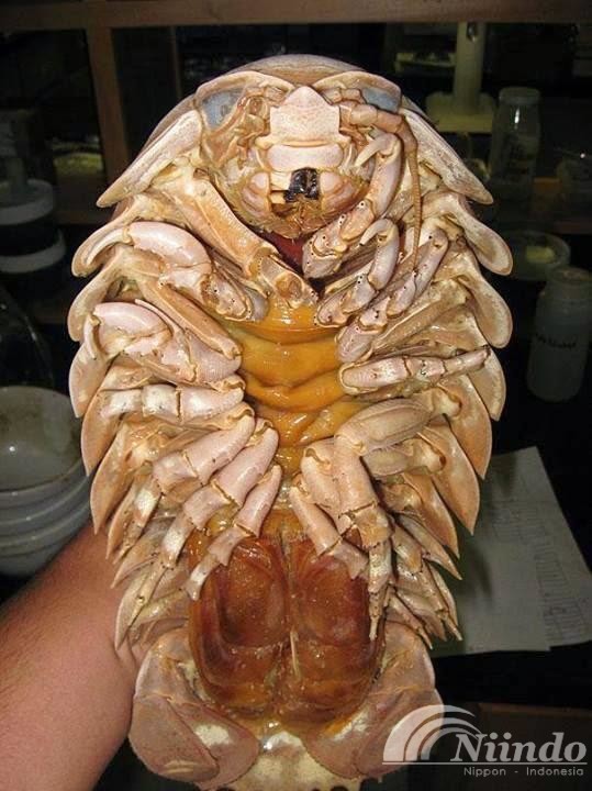 isopoda raksasa