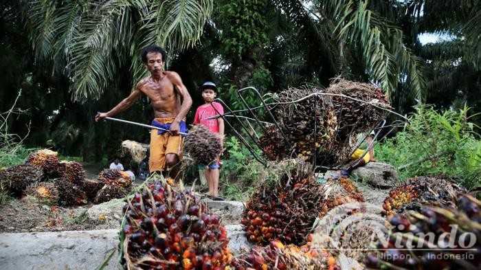 Indonesia berkomitmen meningkatkan cara memproduksi kelapa sawit