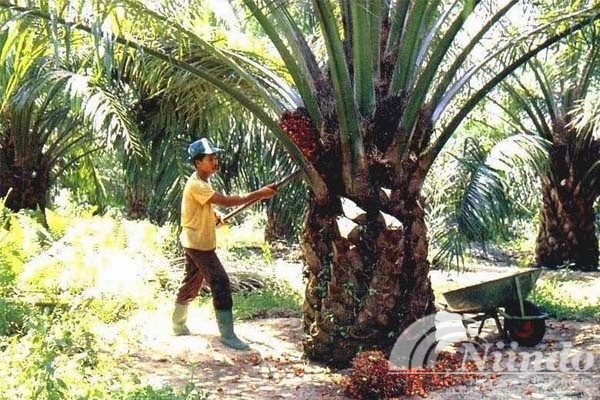 petani sawit indonesia