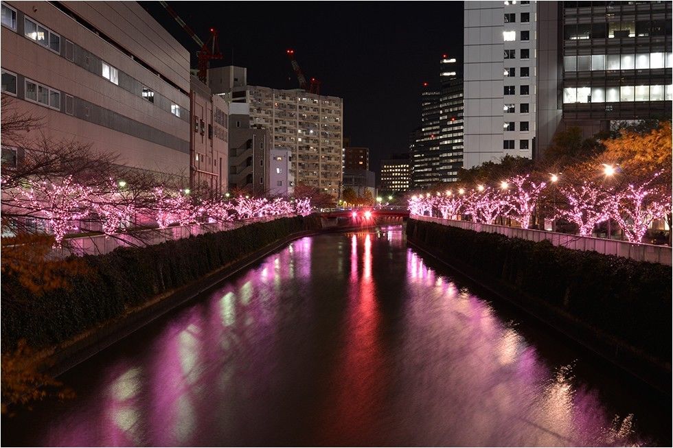 pohon sakura di pinggir sungai meguro
