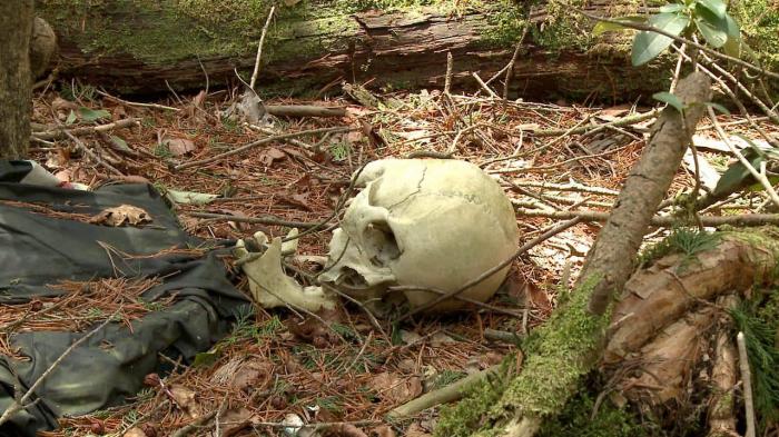7 Fakta Menyeramkan dari Hutan Aokigahara yang Melegenda