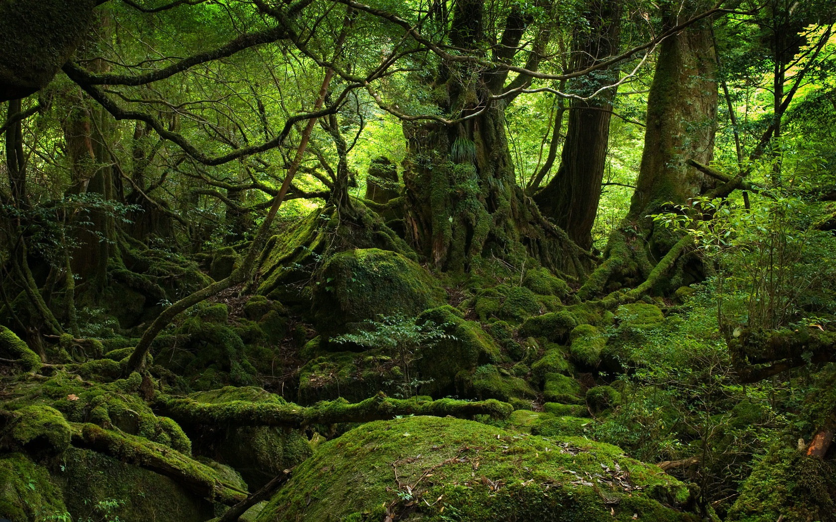 hutan yang sunyi