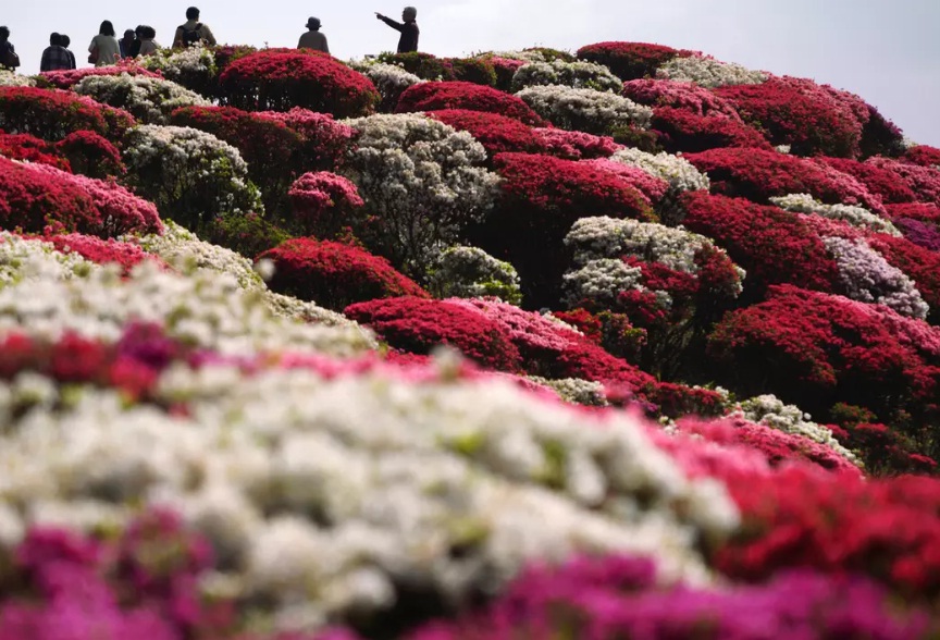 taman bunga nagushiyama