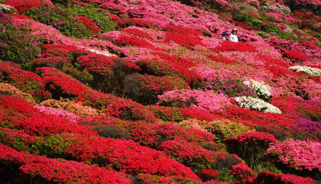 taman bunga nagushiyama3