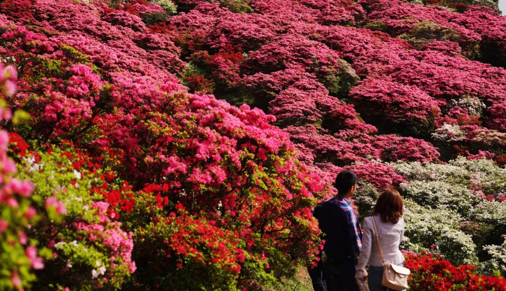 taman bunga nagushiyama