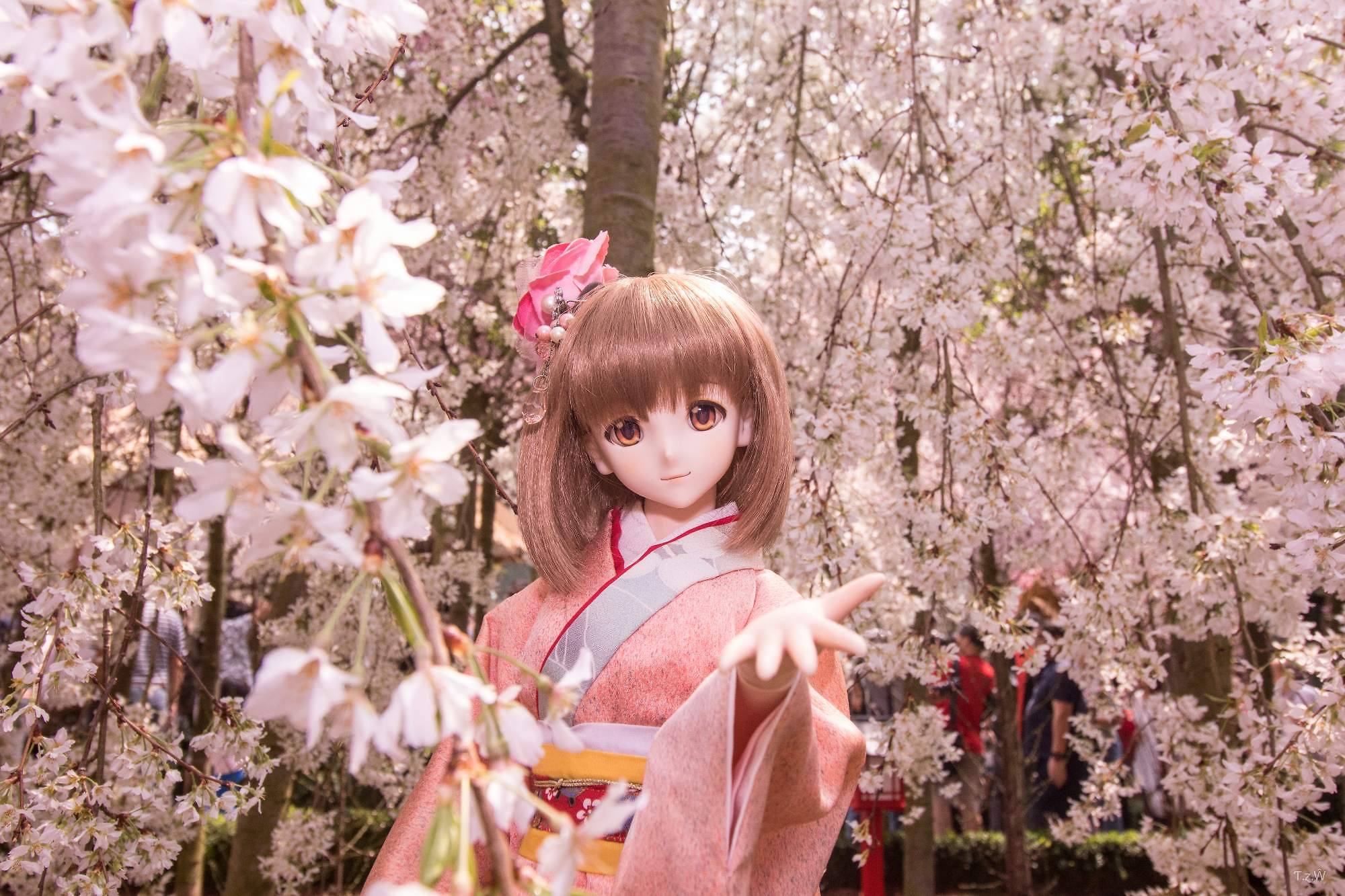 Bunga Sakura sudah lama menjadi daya tarik bagi turis untuk mengunjungi Neg...