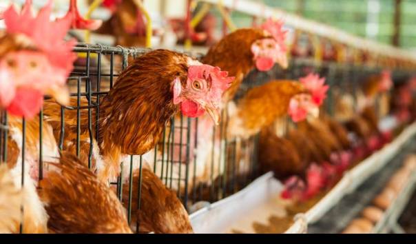 jelang-pergantian-tahun-terdapat-12-kasus-flu-burung-di-jepang