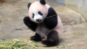 tak-cuma-manusia-panda-juga-tak-bisa-pulang-kampung-gegara-corona?